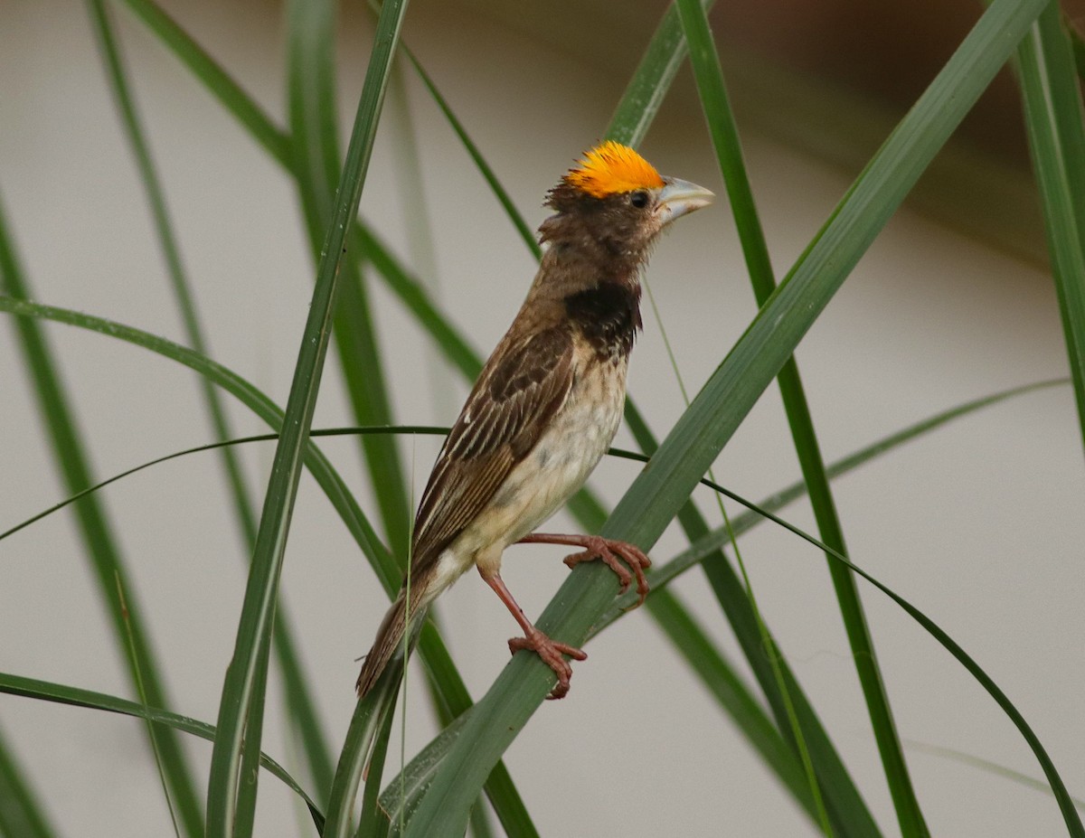 Black-breasted Weaver - ML639802520