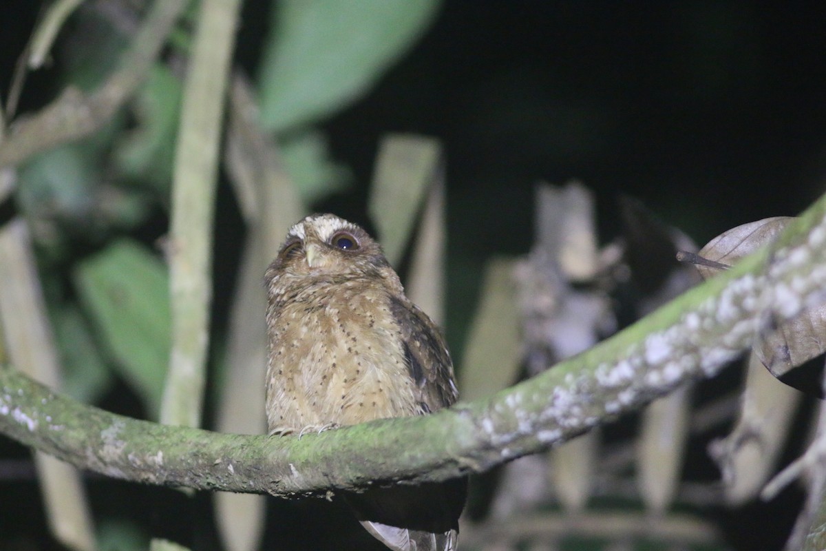Reddish Scops-Owl - ML639802530