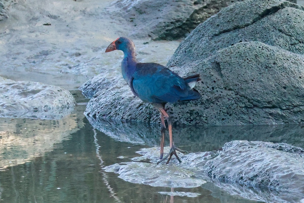 Gray-headed Swamphen - ML639802535