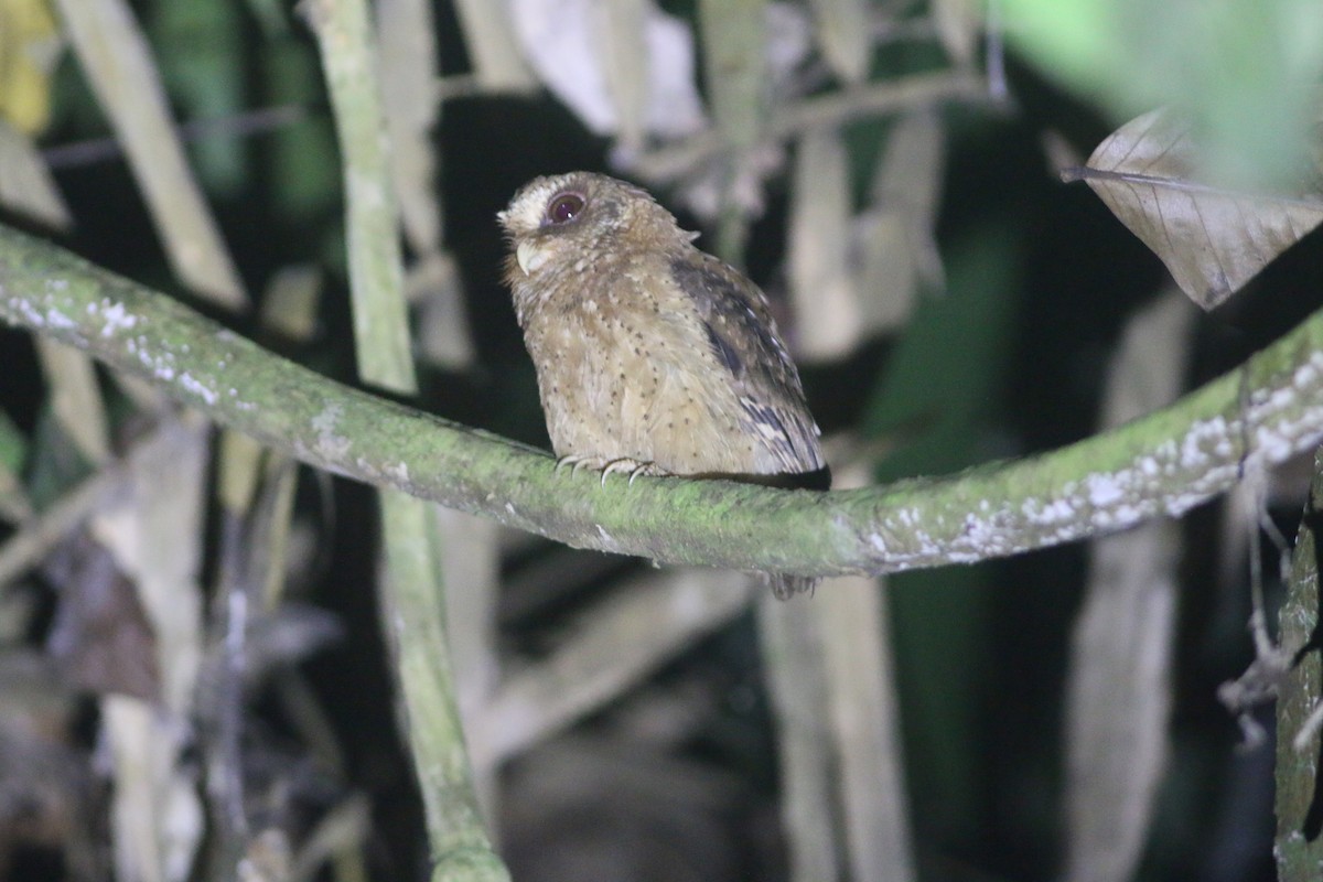 Reddish Scops-Owl - ML639802544