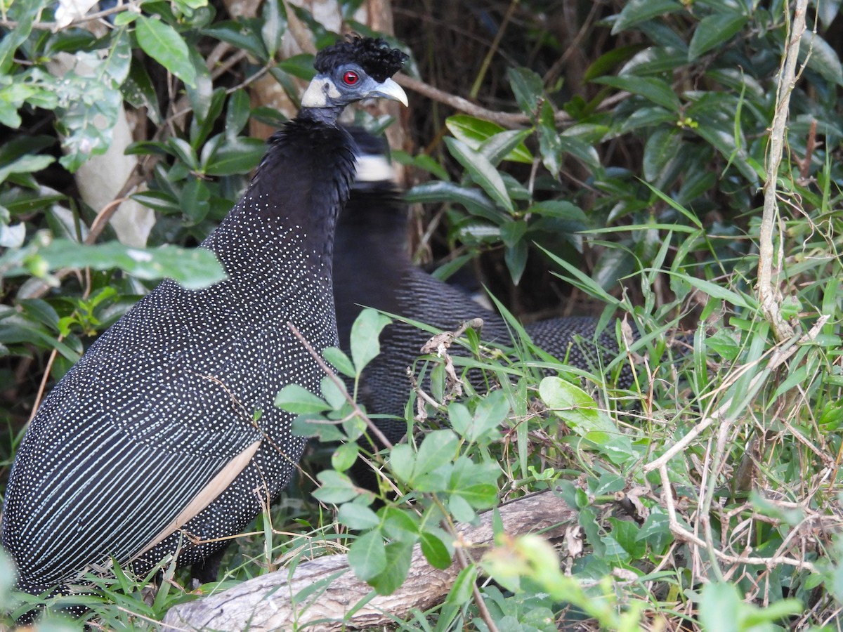 Southern Crested Guineafowl - ML639802560