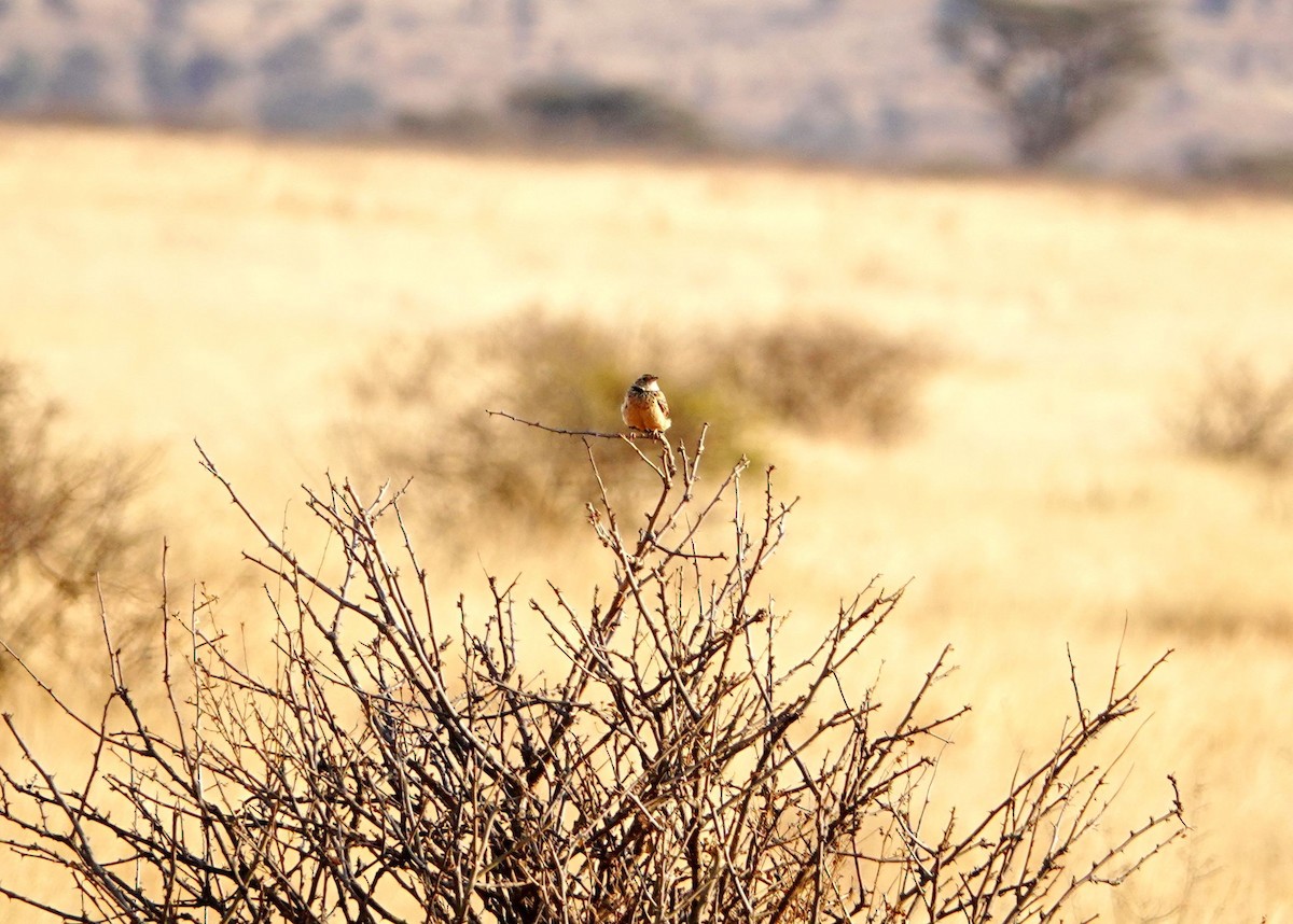Red-winged Lark - ML639802567