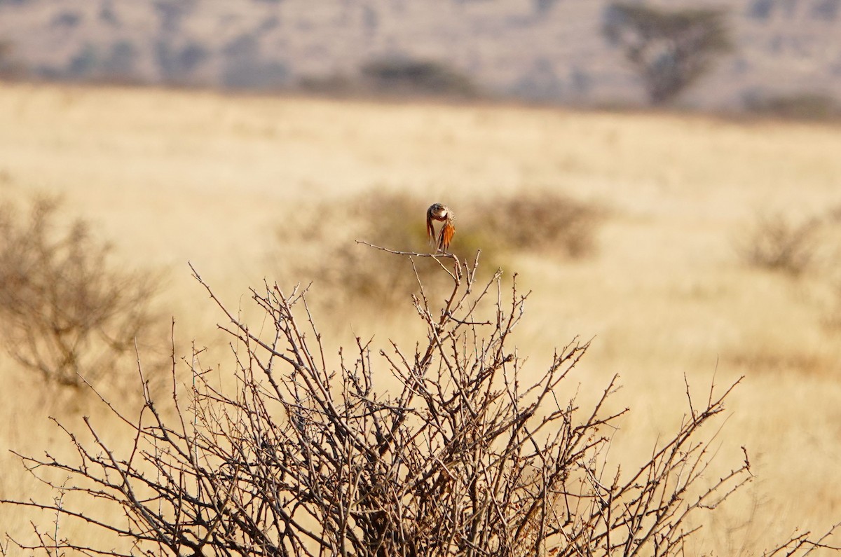 Red-winged Lark - ML639802568