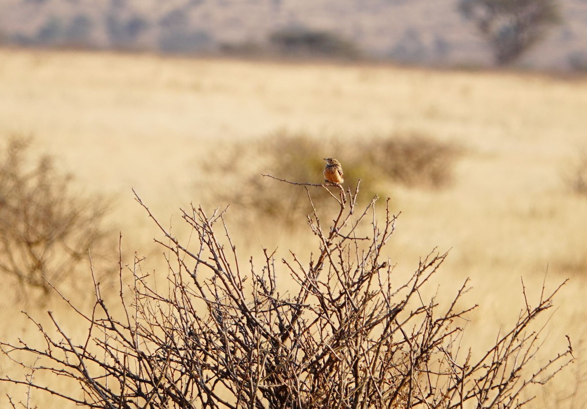 Red-winged Lark - ML639802570