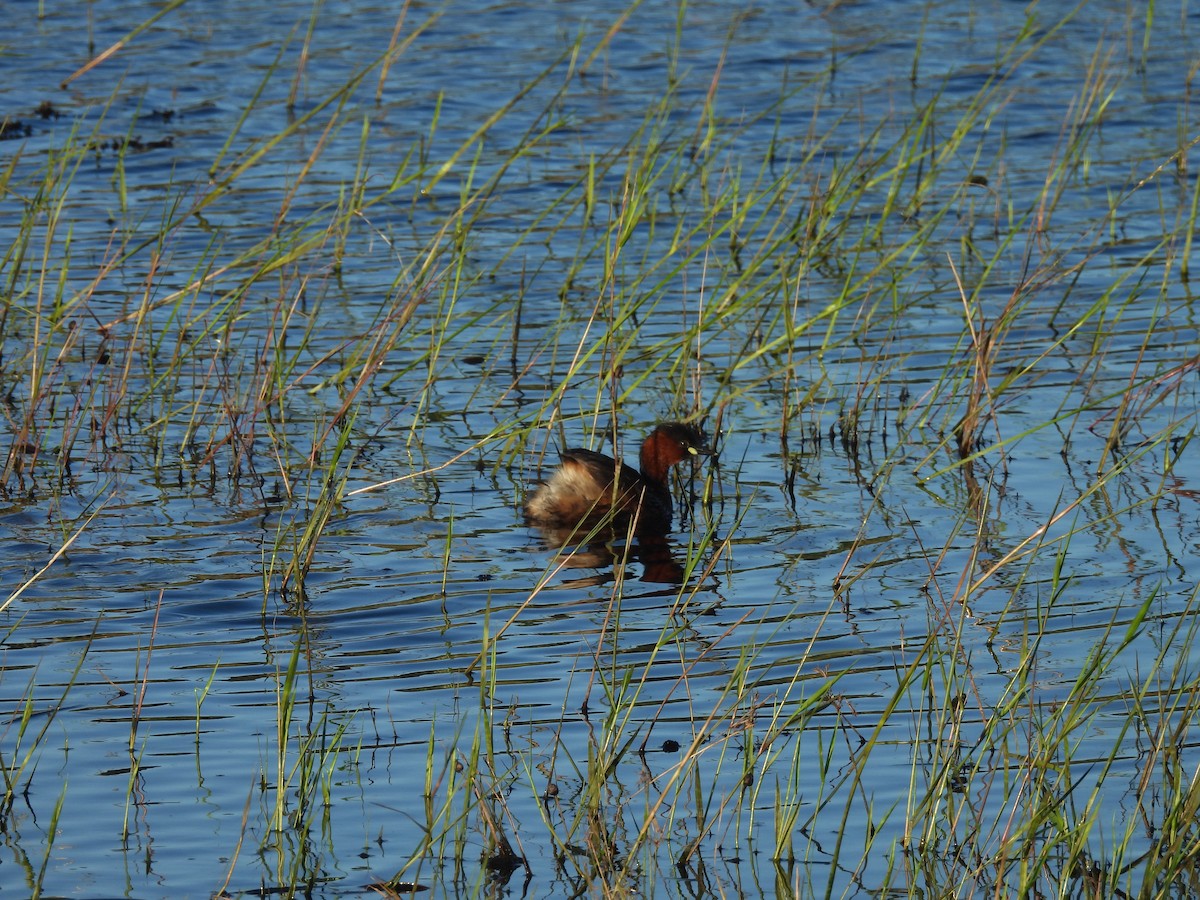 カイツブリ（ruficollis グループ） - ML639802577
