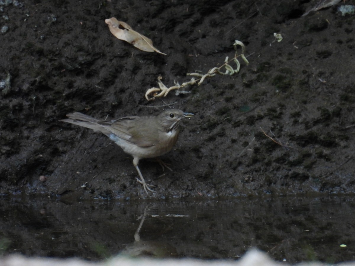 White-throated Thrush - ML639802582