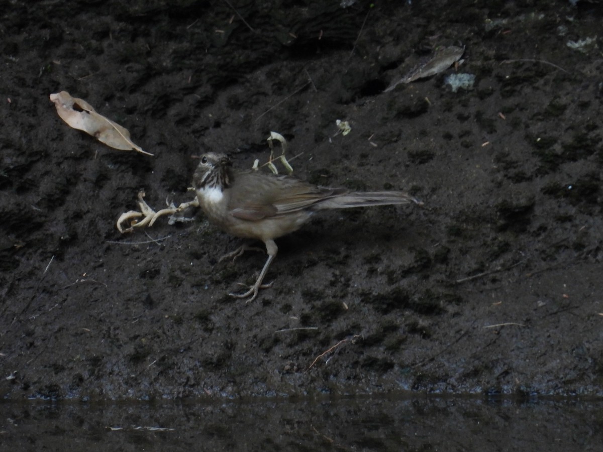 White-throated Thrush - ML639802583