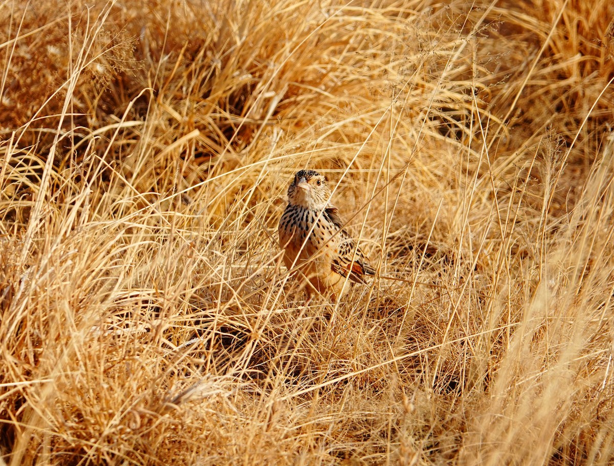 Red-winged Lark - ML639802622