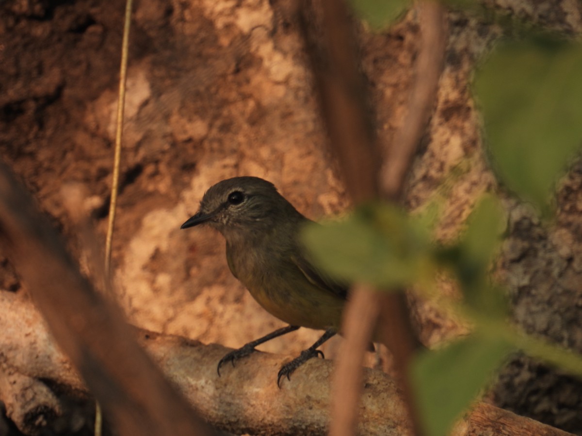 Greenish Elaenia - ML639802677
