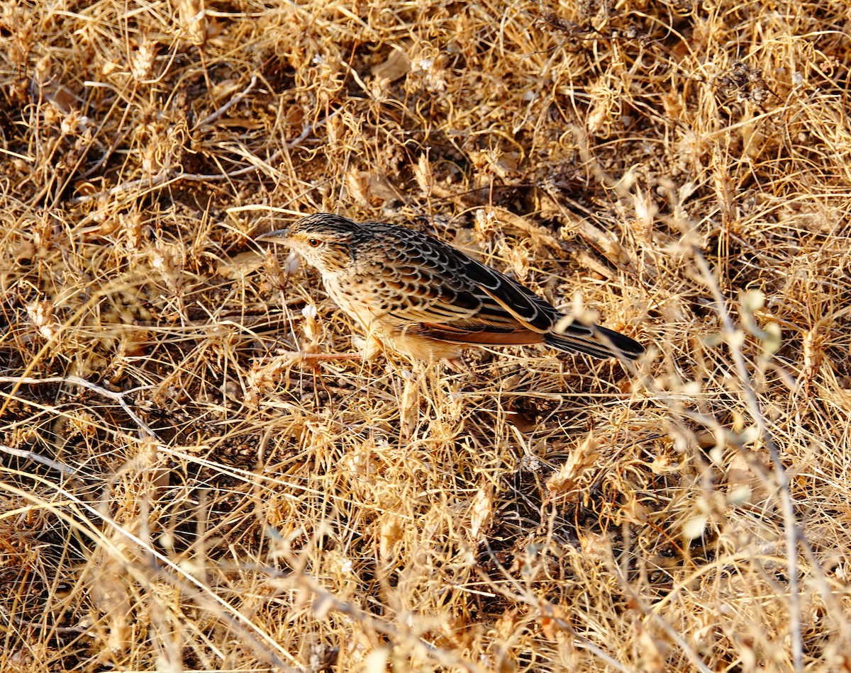 Red-winged Lark - ML639802696