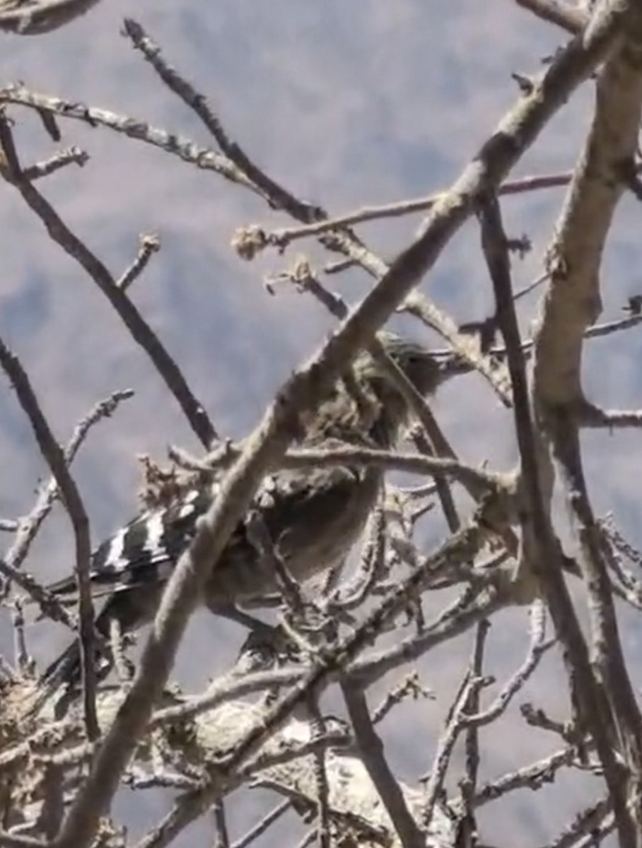Arabian Woodpecker - ML639802719