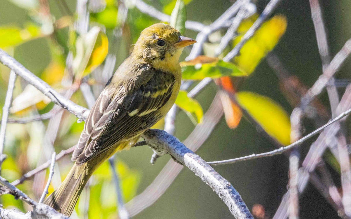 Western Tanager - ML639802782
