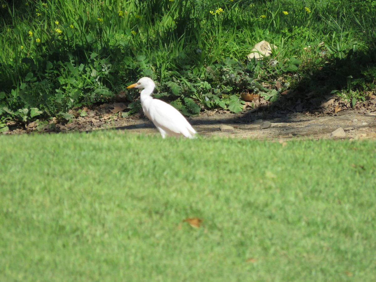 ニシアマサギ - ML639802786