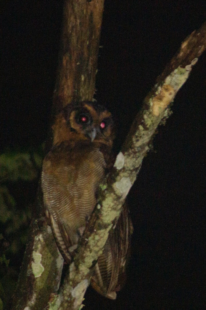 Brown Wood-Owl (Sunda) - ML639802792