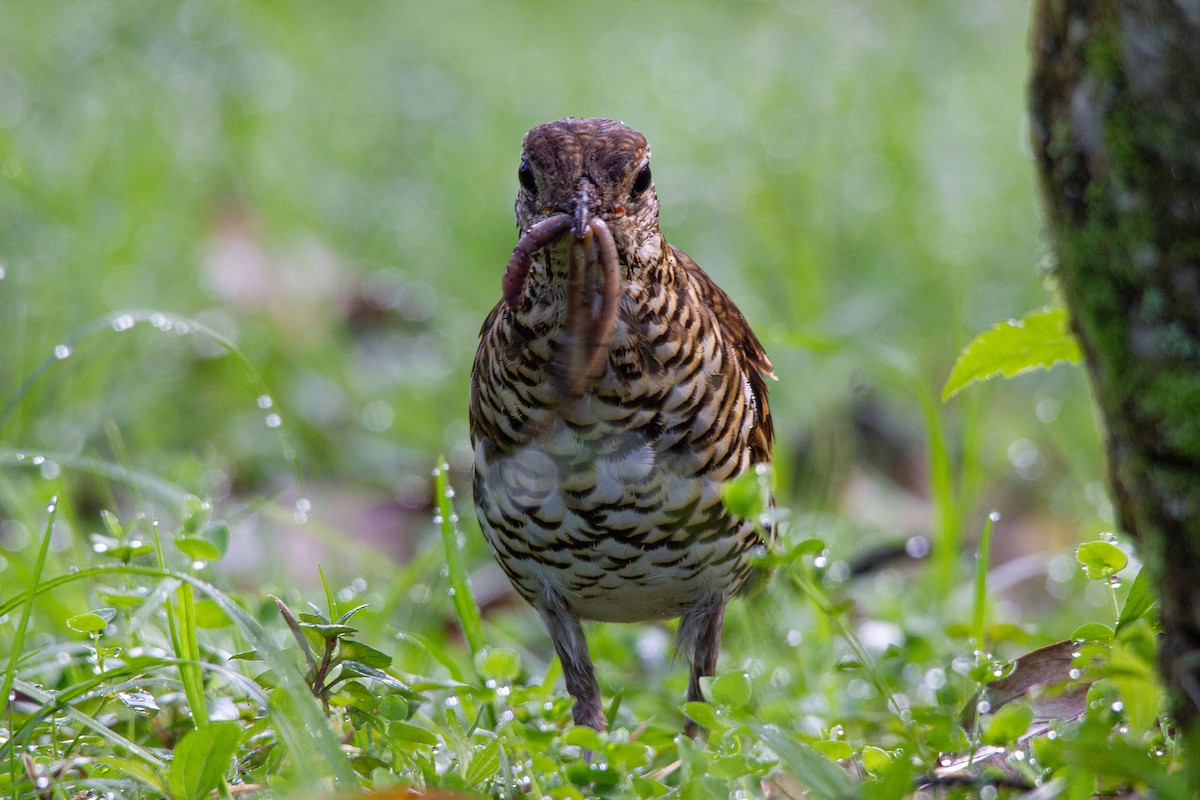 Scaly Thrush (Horsfield's) - ML639802794