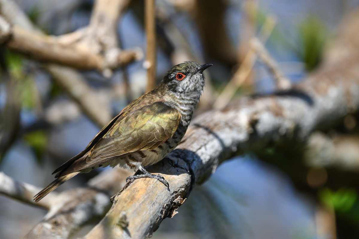 Little Bronze-Cuckoo - ML639802859