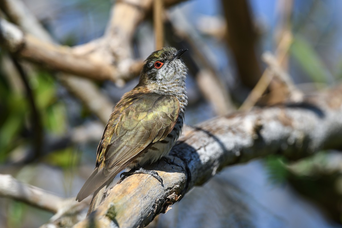 Little Bronze-Cuckoo - ML639802861