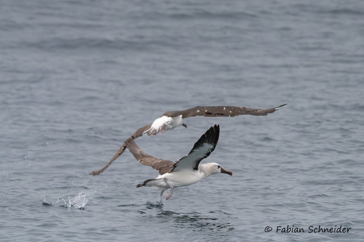 Atlantic Yellow-nosed Albatross - ML639802865
