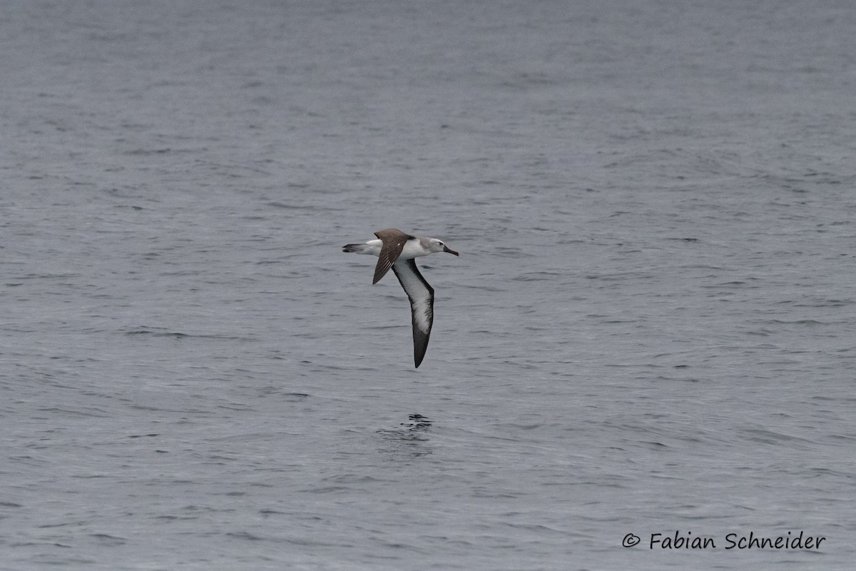 Atlantic Yellow-nosed Albatross - ML639802866