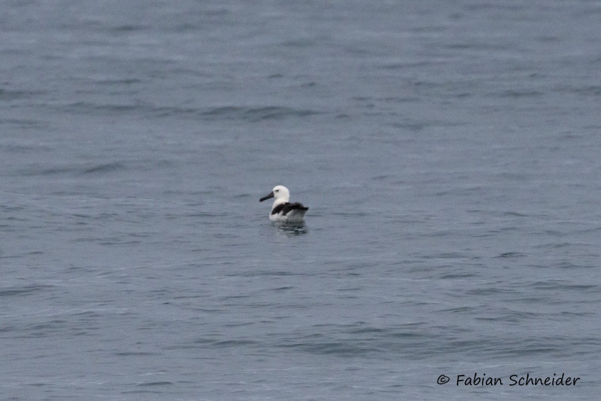Atlantic Yellow-nosed Albatross - ML639802867