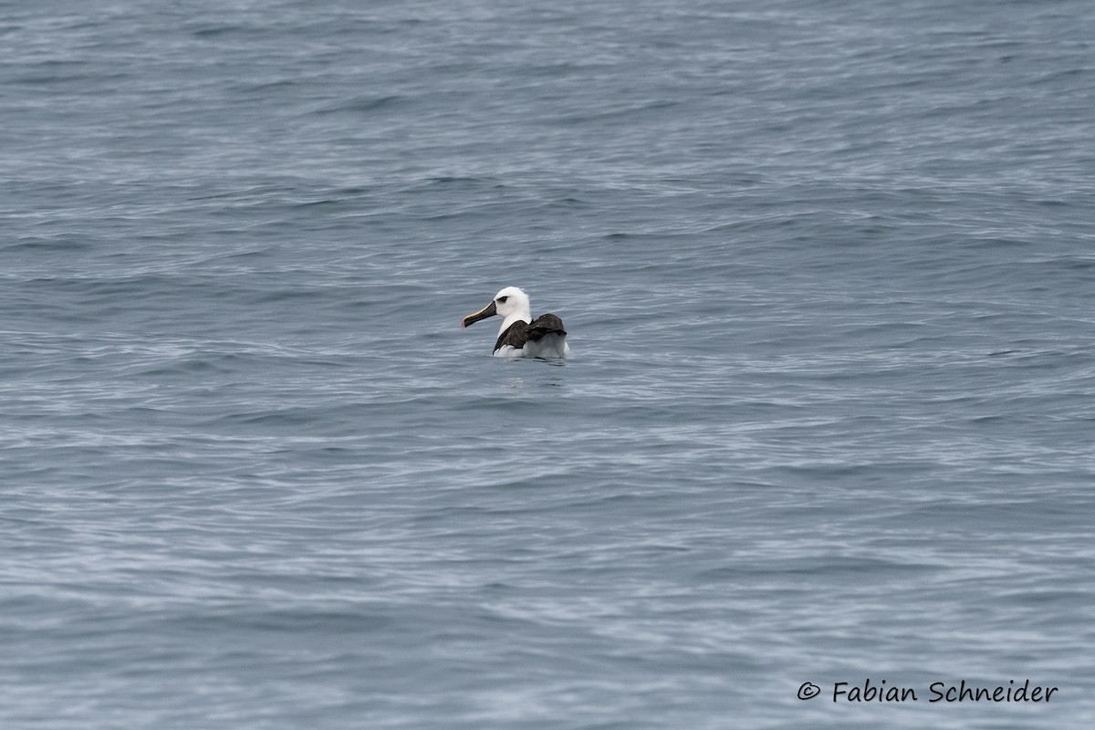 Atlantic Yellow-nosed Albatross - ML639802868