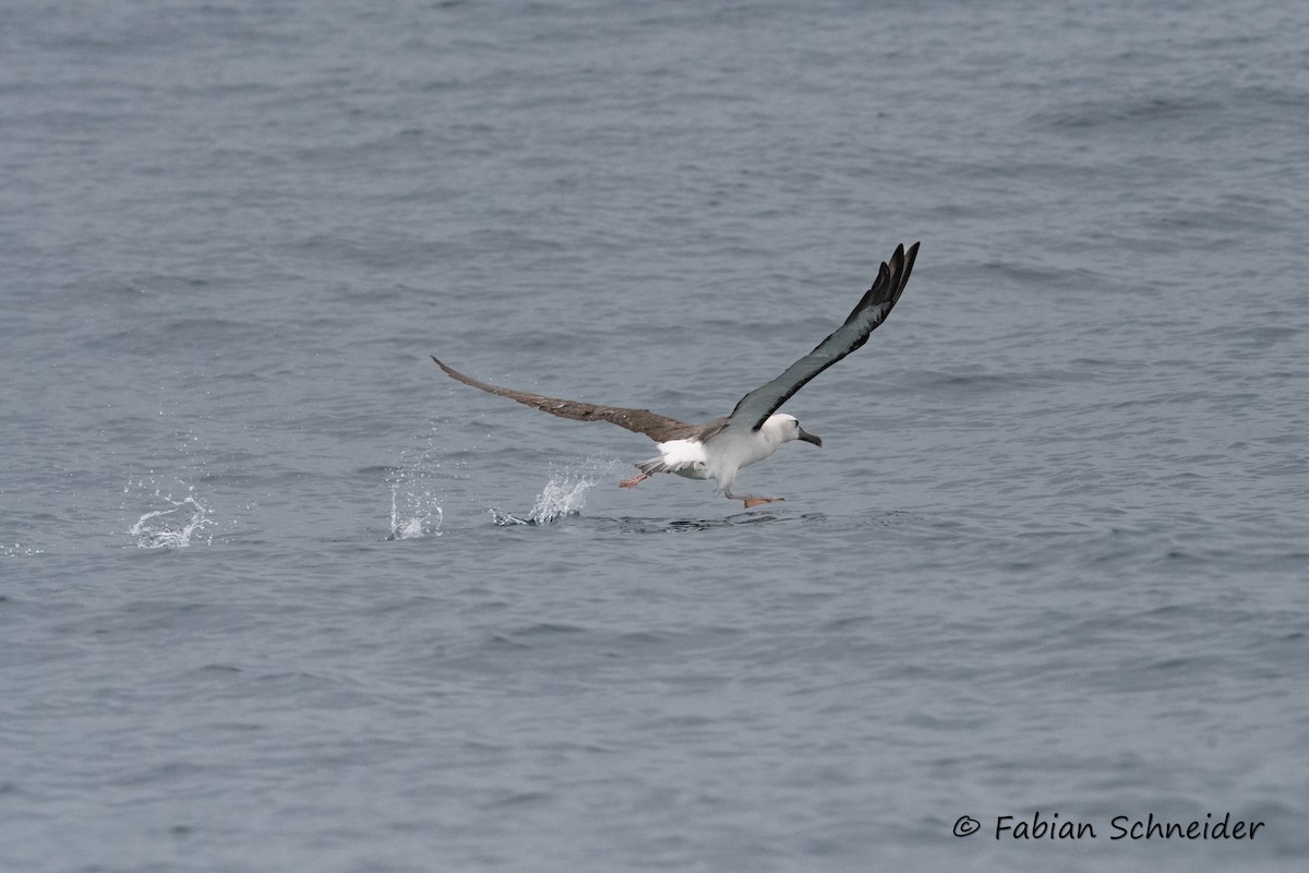 Atlantic Yellow-nosed Albatross - ML639802869