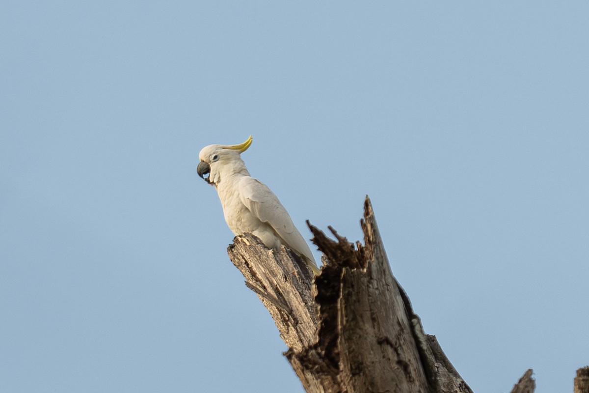 Yellow-crested Cockatoo - ML639802914