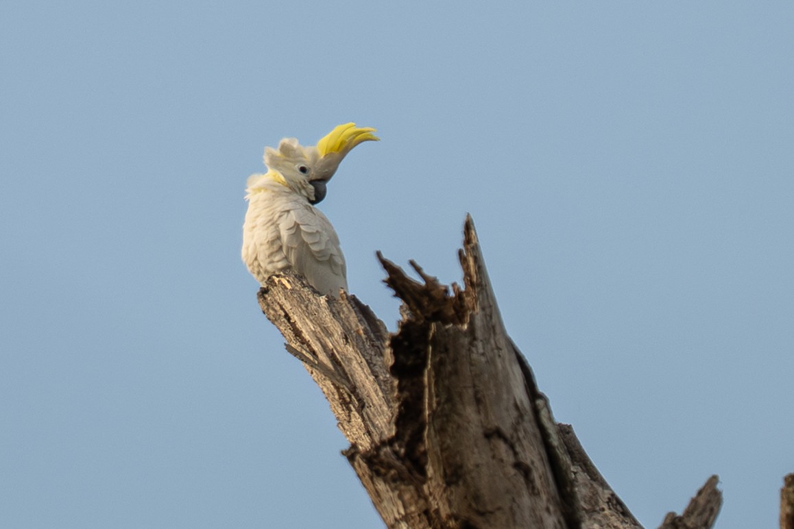 Yellow-crested Cockatoo - ML639802915