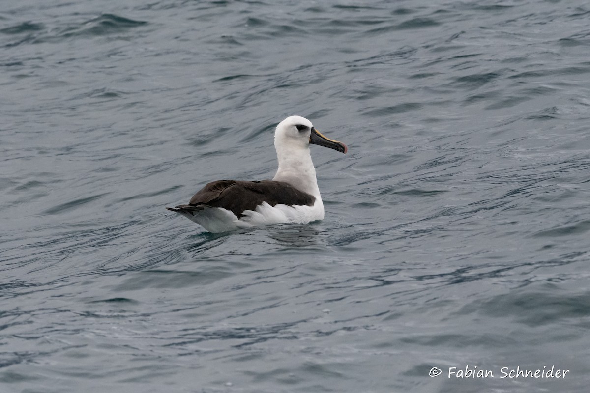 Atlantic Yellow-nosed Albatross - ML639802943