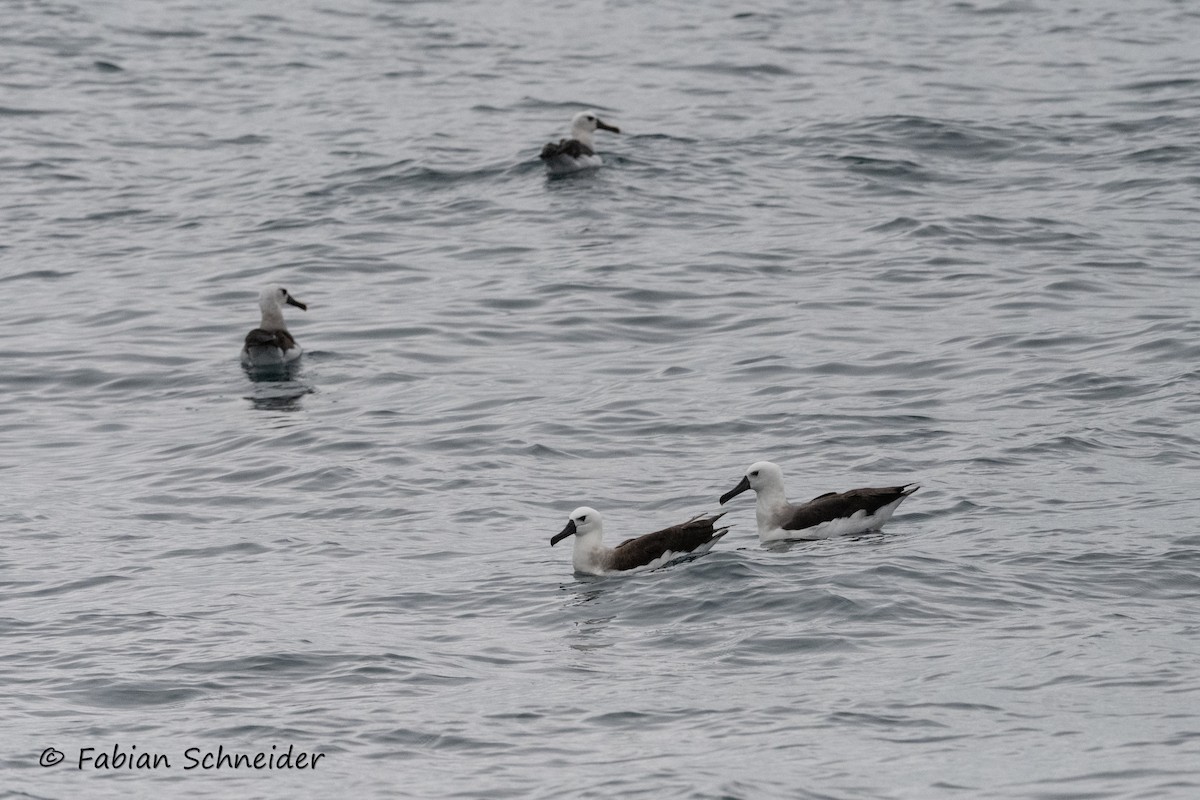 Atlantic Yellow-nosed Albatross - ML639802944