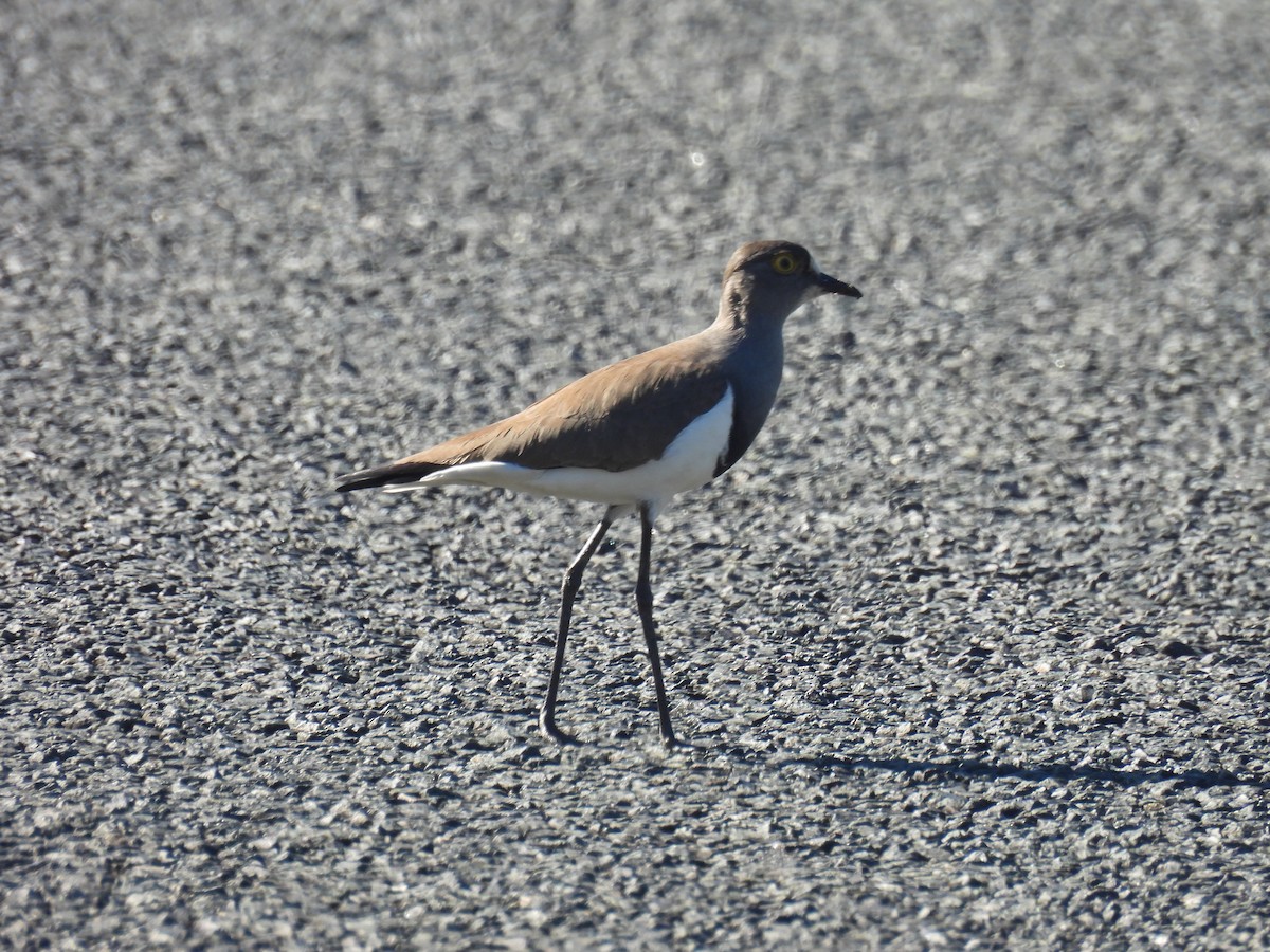 Avefría Lúgubre - ML639802970