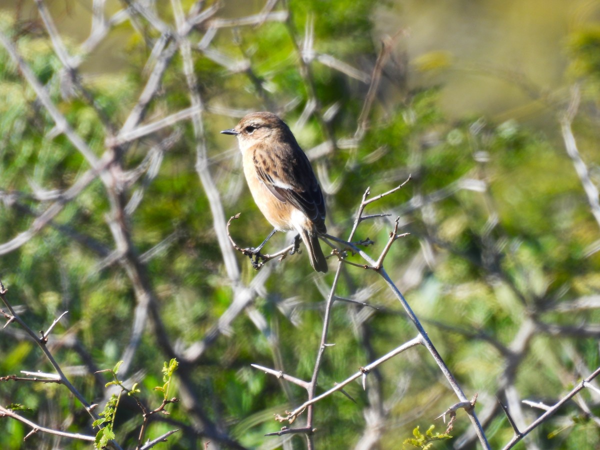 Tarabilla Africana (grupo torquatus) - ML639802974