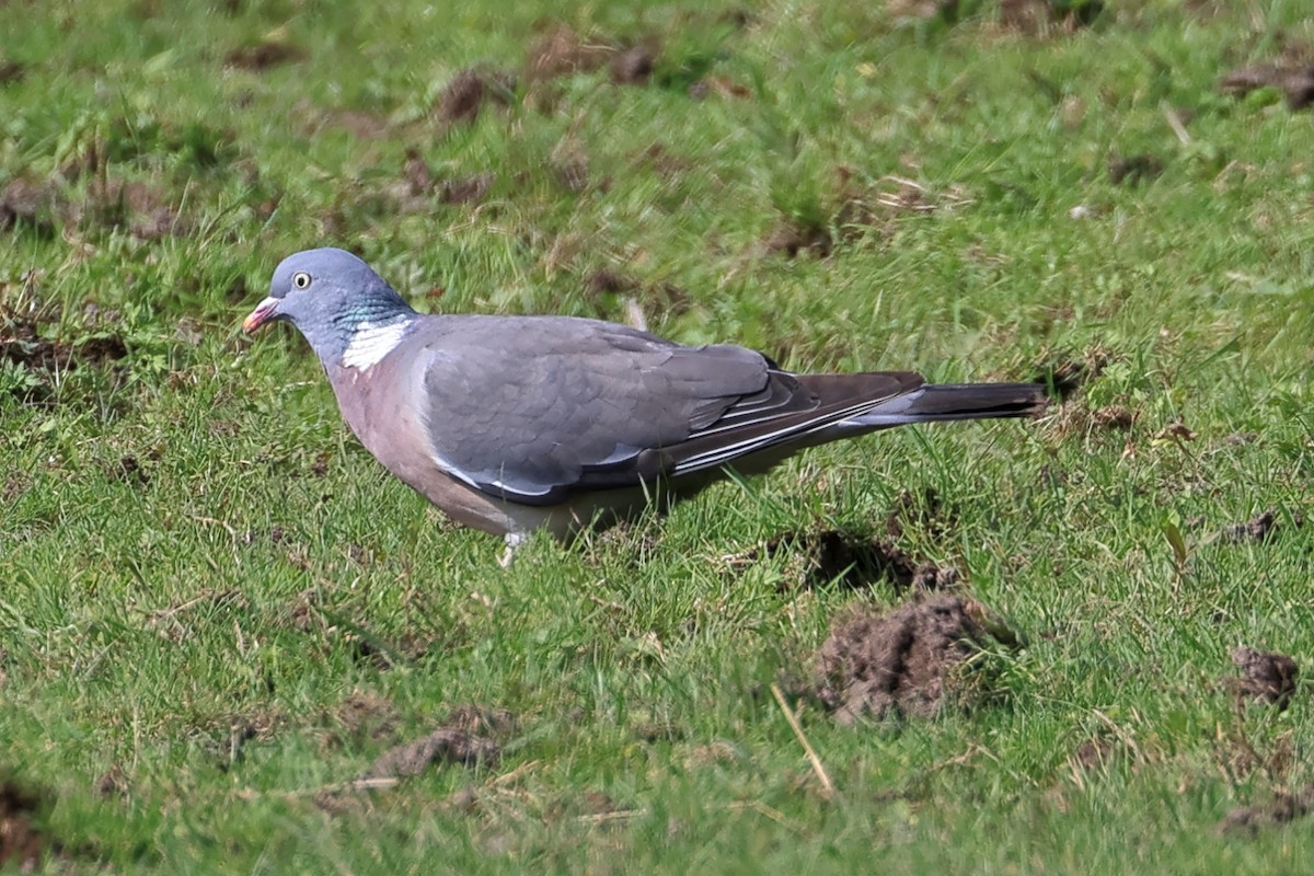 Ойн тагтаа - ML639802989