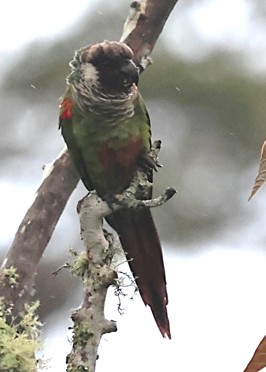 Gray-breasted Parakeet - ML639802993