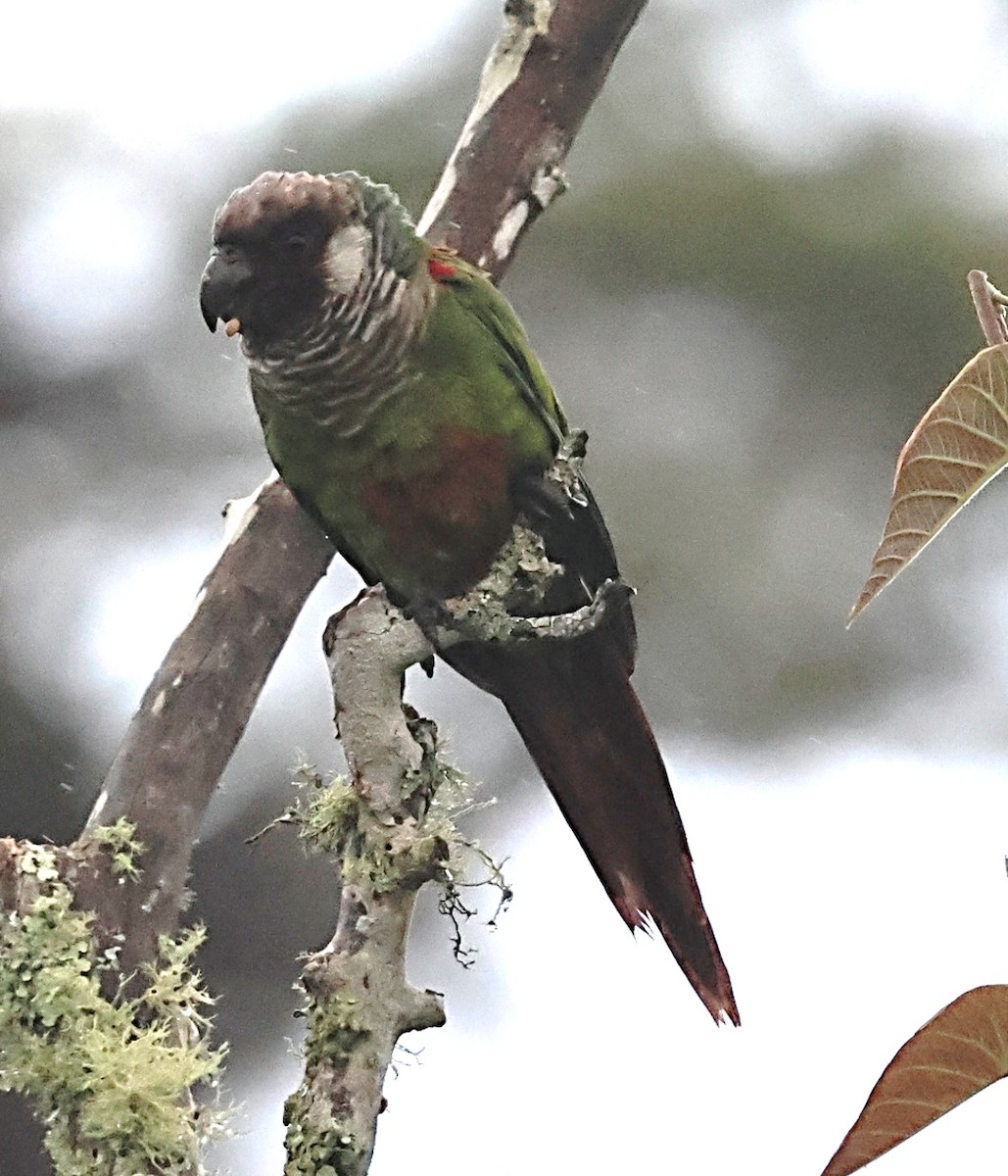 Gray-breasted Parakeet - ML639802995