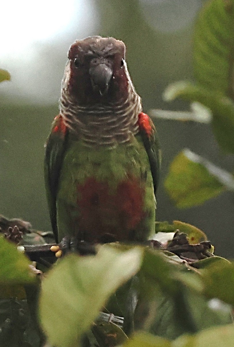 Gray-breasted Parakeet - ML639802998