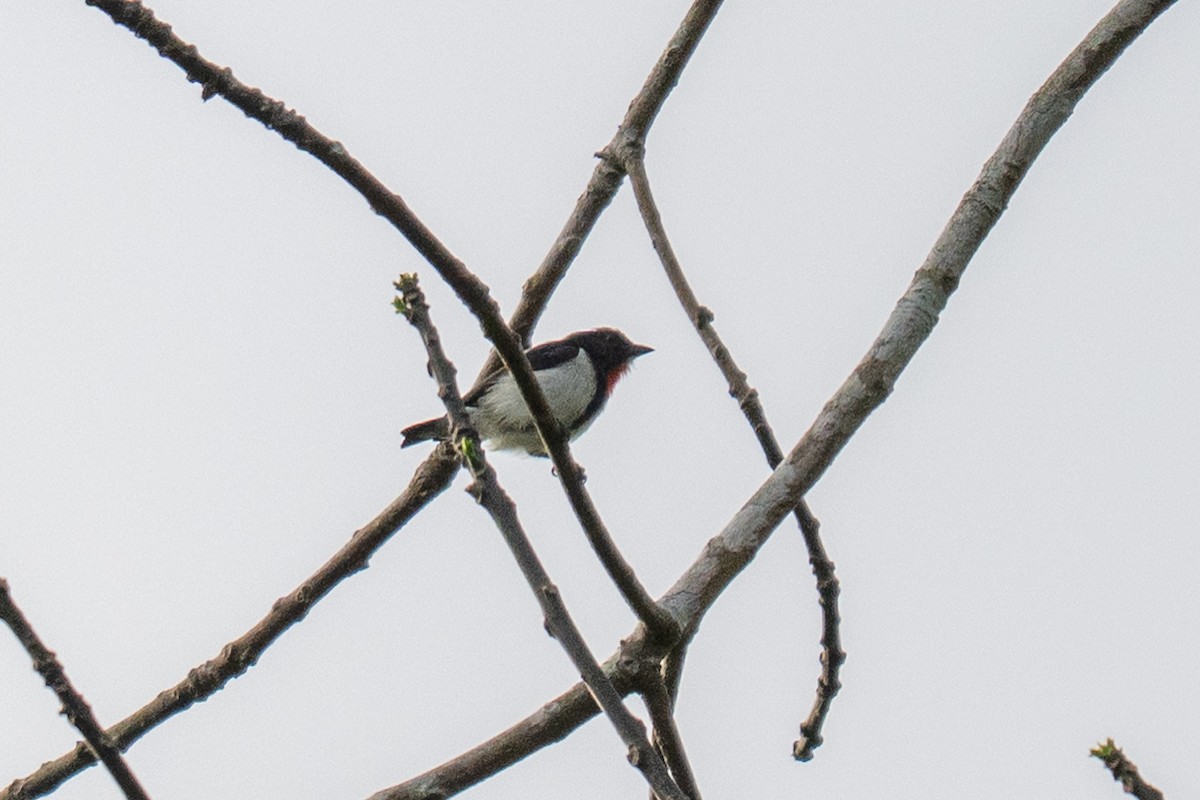 Red-chested Flowerpecker - ML639803072