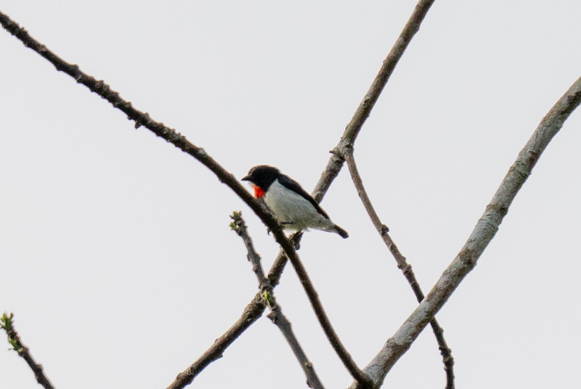 Red-chested Flowerpecker - ML639803073