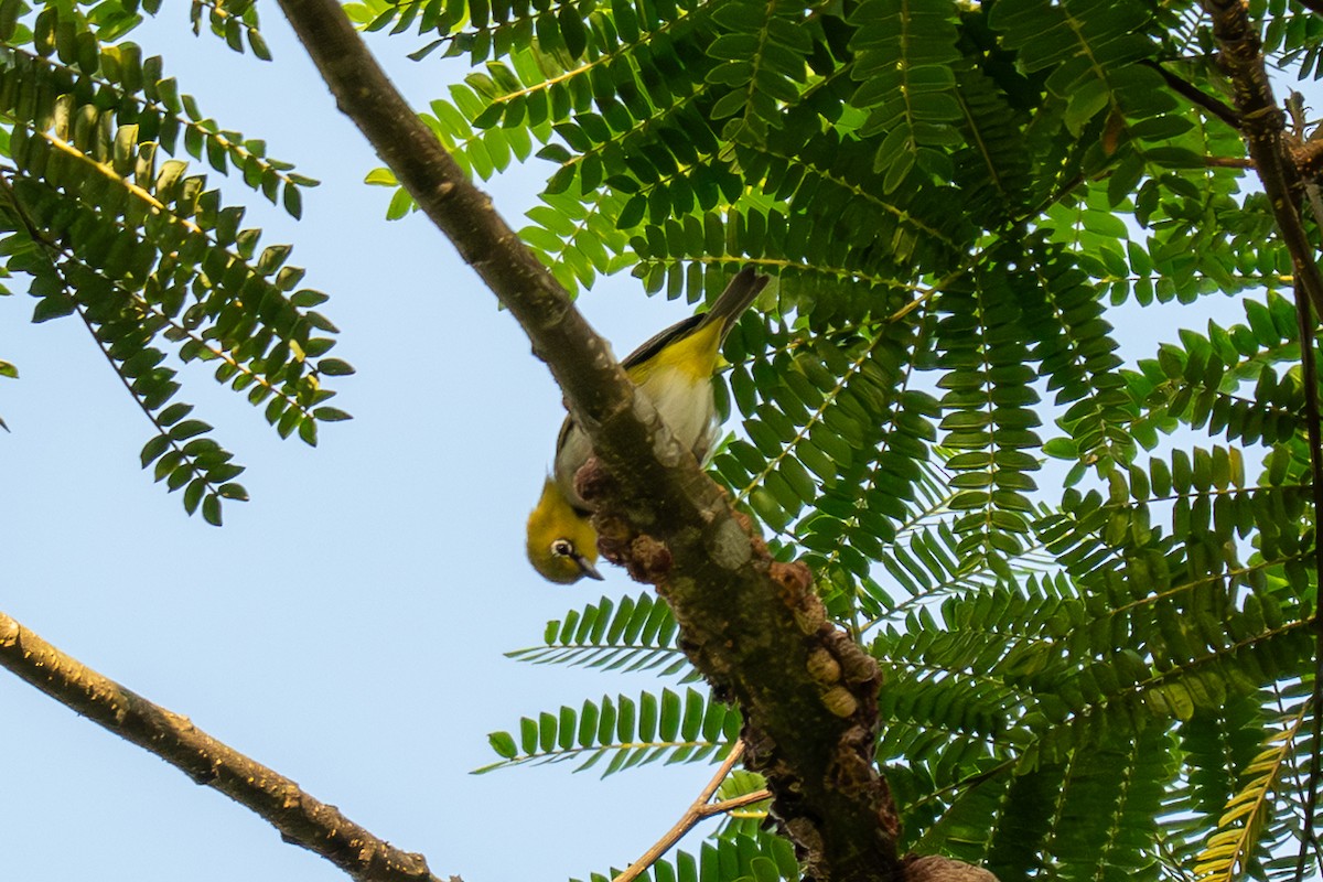 Ashy-bellied White-eye (Ashy-bellied) - ML639803075