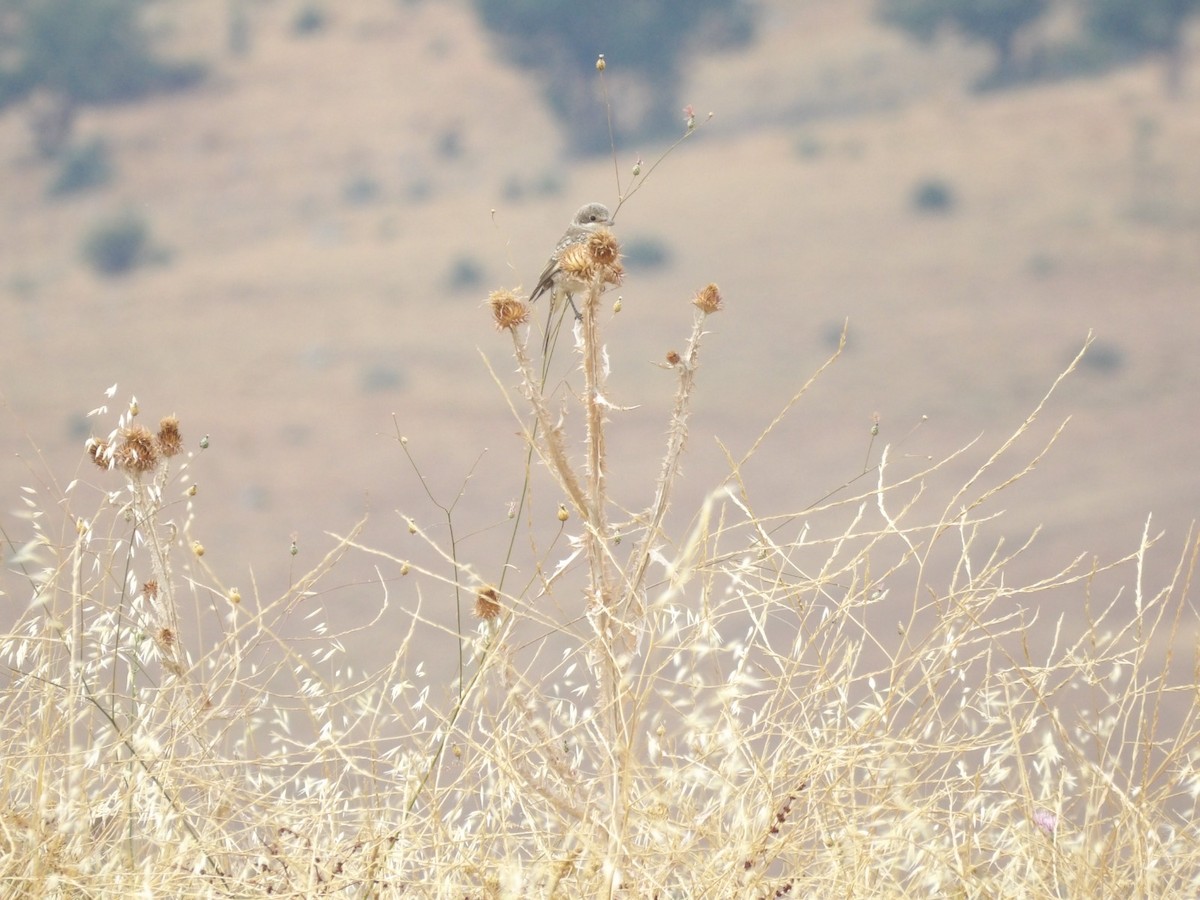 Woodchat Shrike - ML639803100