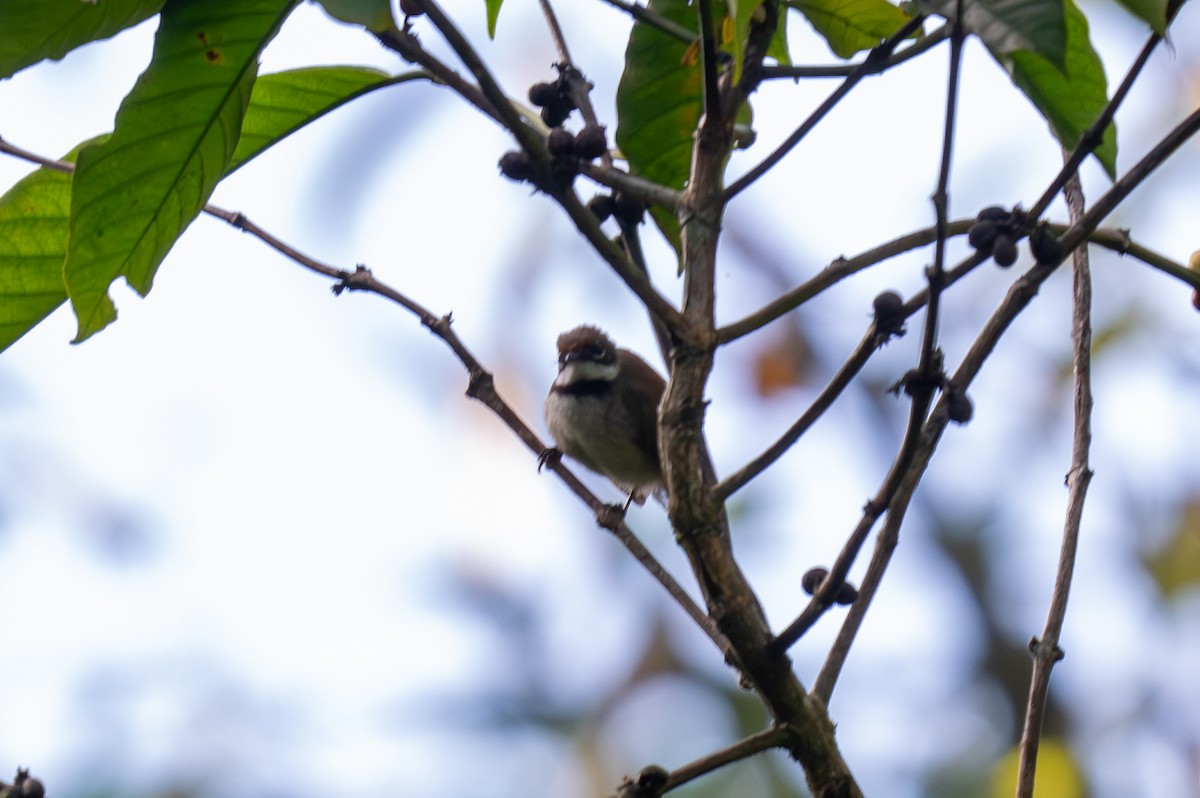 Supertramp Fantail (Lesser Sundas) - ML639803125