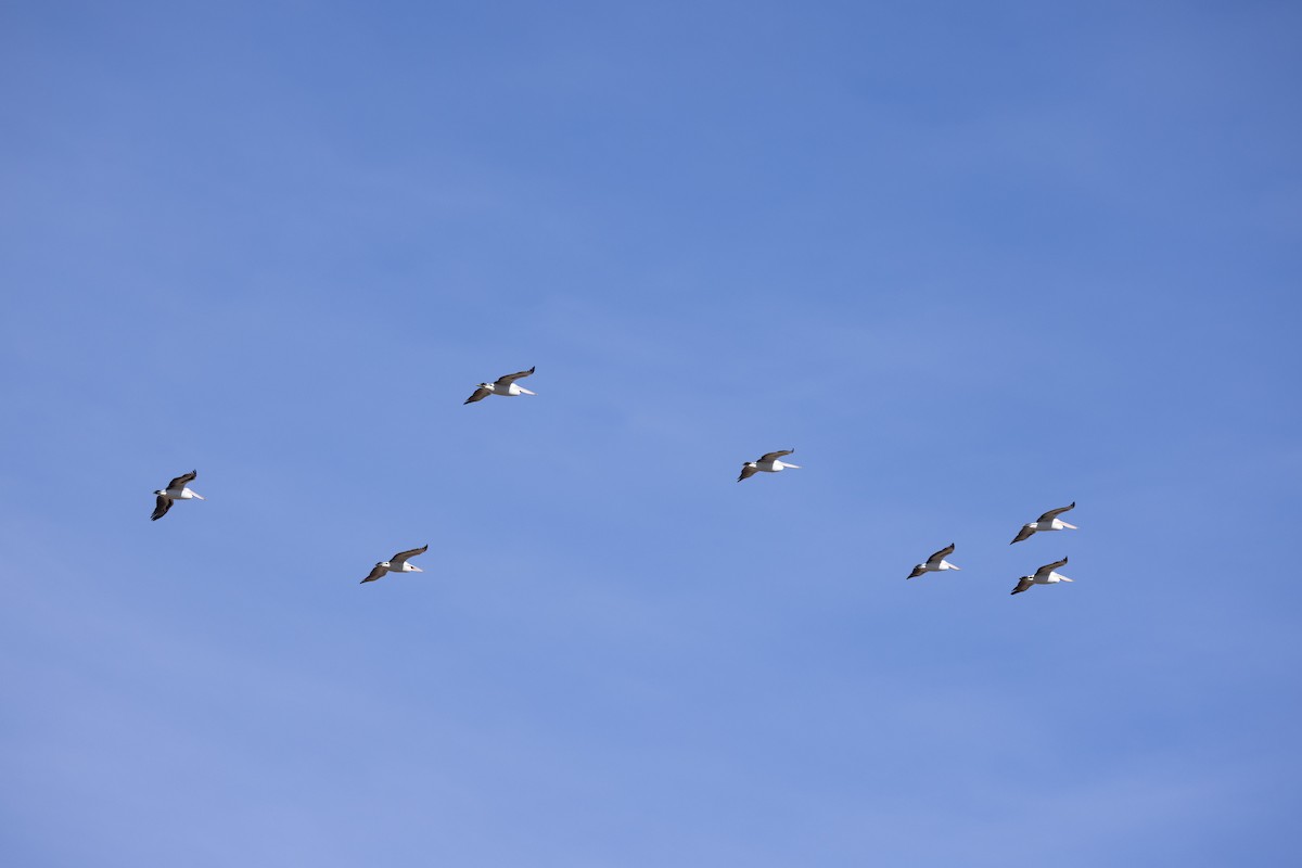Australian Pelican - ML639803148