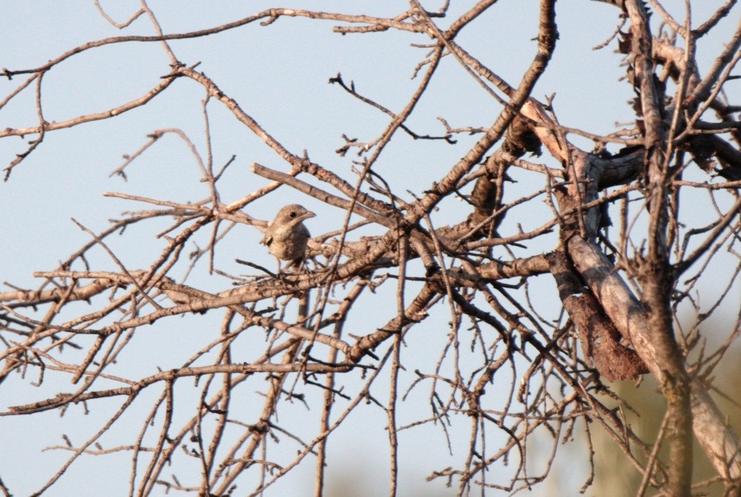 Woodchat Shrike - ML639803149