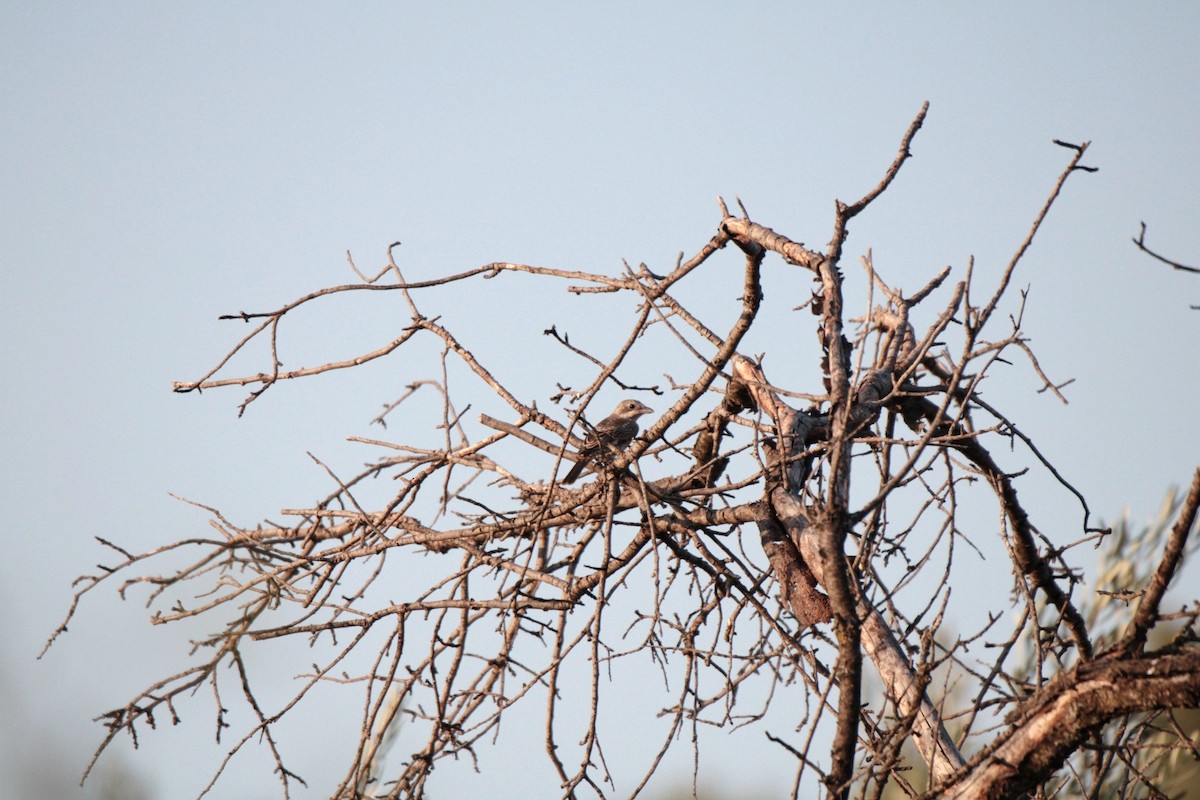 Woodchat Shrike - ML639803150