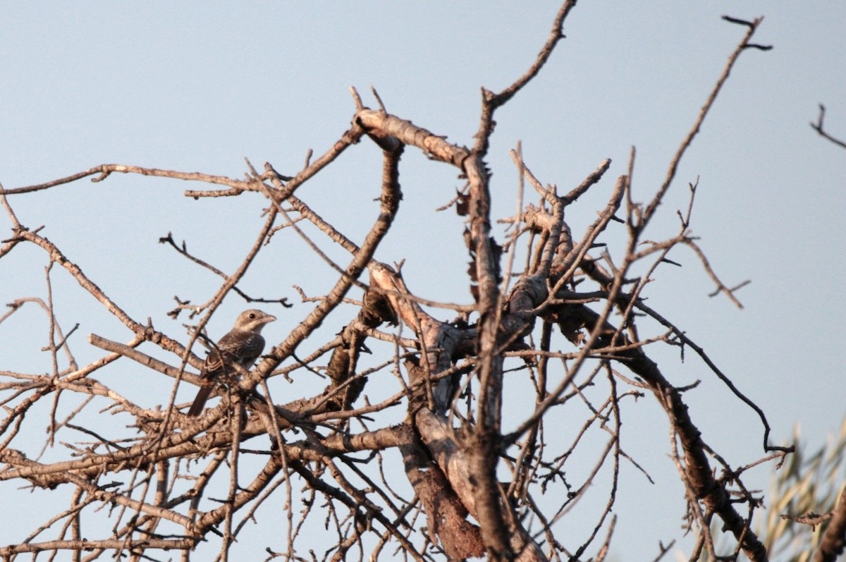 Woodchat Shrike - ML639803151