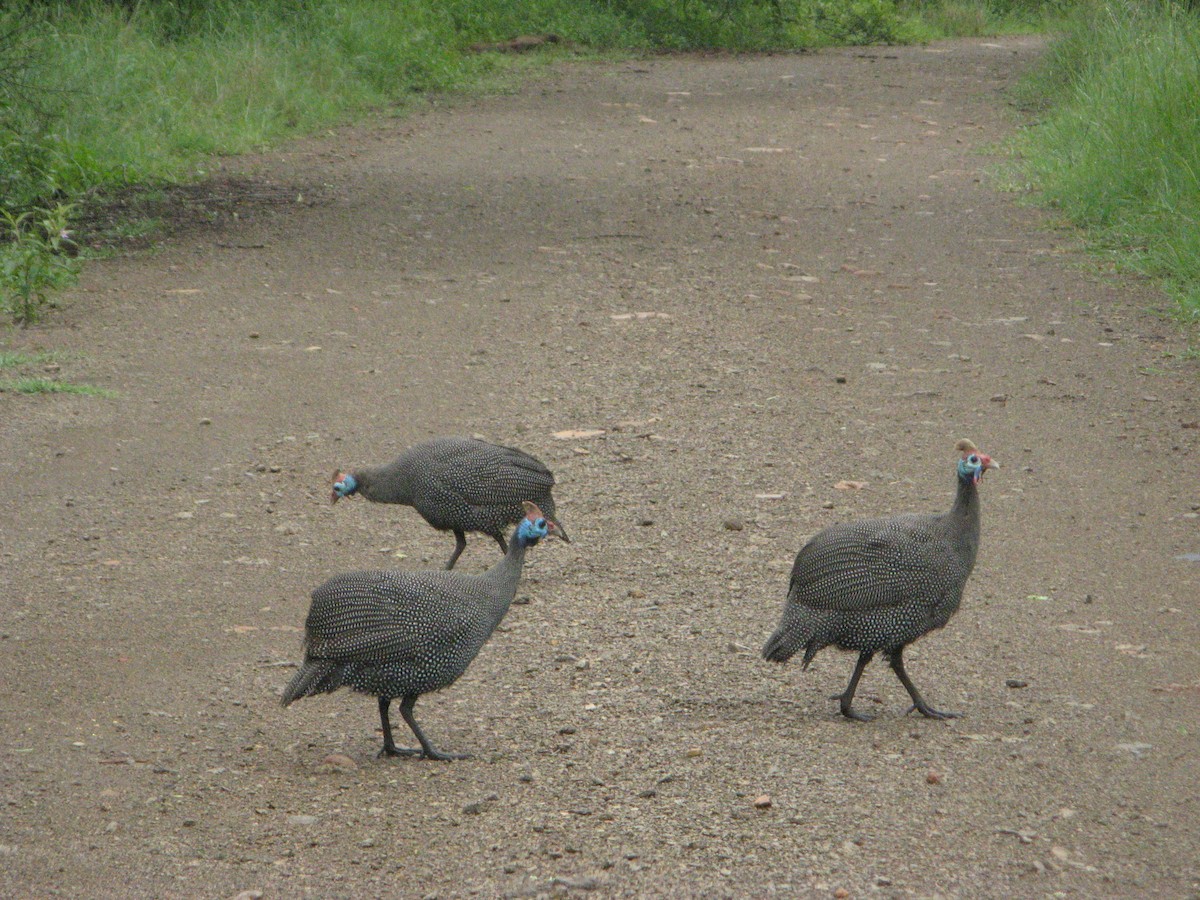 Pintada Común - ML639803246