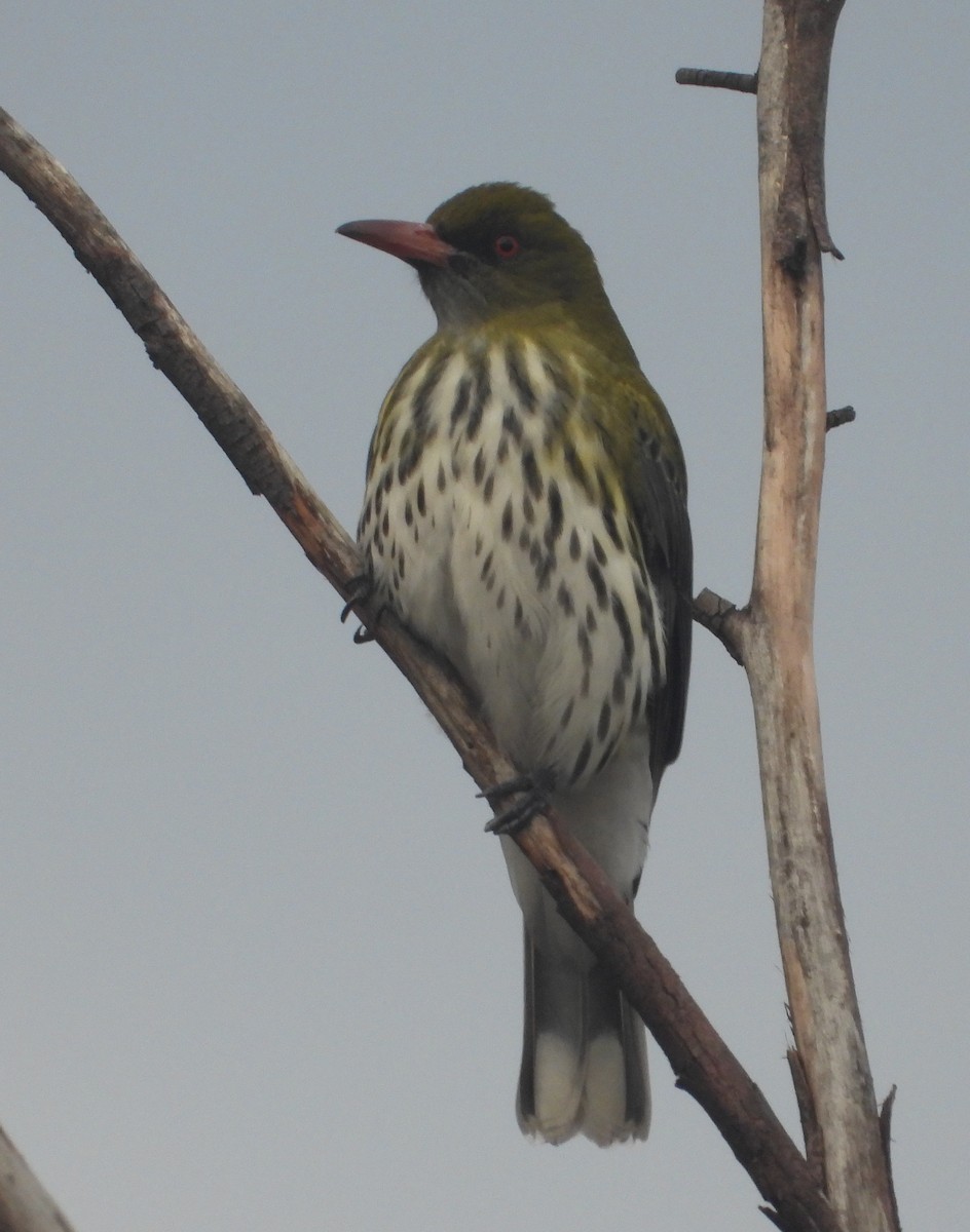 Olive-backed Oriole - ML639803270