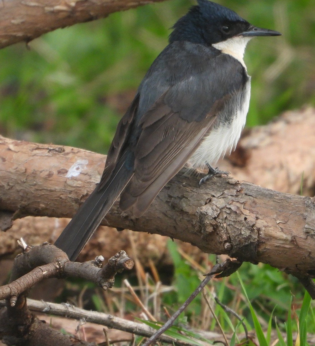 Restless Flycatcher - ML639803274