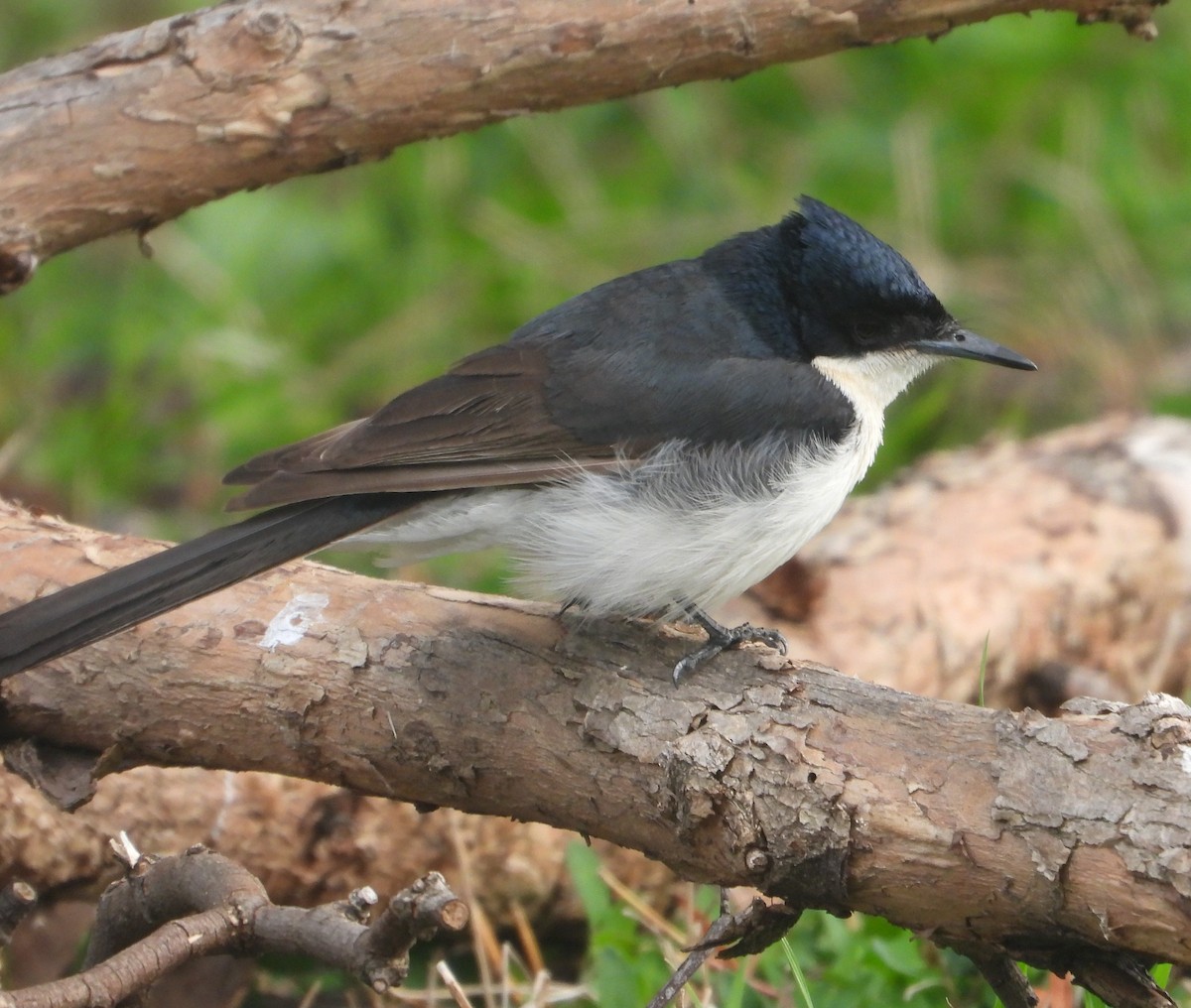 Restless Flycatcher - ML639803275
