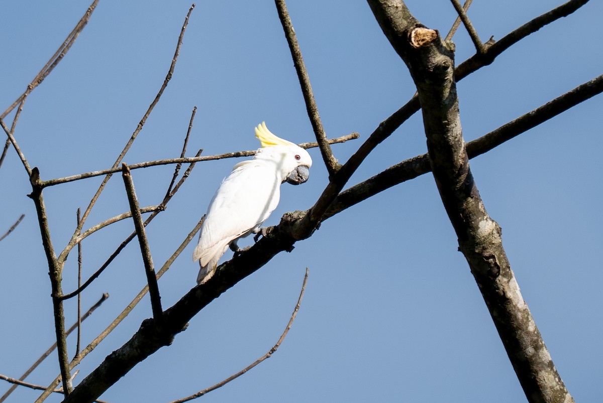 Yellow-crested Cockatoo - ML639803283